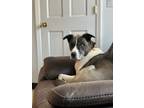Adopt Bowie a Husky, Pit Bull Terrier