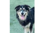Adopt Gambit a Siberian Husky, German Shepherd Dog