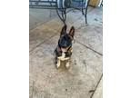 Adopt Pugsley a Shepherd, Mixed Breed