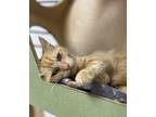 Adopt Chandler Bing a Domestic Short Hair
