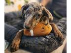 Adopt Side-Eye Sam a Catahoula Leopard Dog