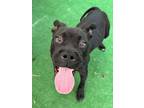 Adopt Tonks a Boston Terrier, Labrador Retriever