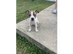 Adopt Franky a Rat Terrier