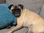 Adopt Pugsley a Pug