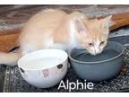Adopt Alphie M. a Domestic Short Hair