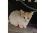 Adopt Sunny M. a Domestic Short Hair
