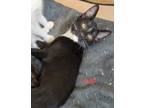 Adopt Imp Clinton Kitten (Red) M. a Domestic Short Hair