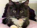 Adopt Archibald a Domestic Short Hair