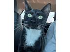 Adopt AC Zander (Jay Hawk Box) a Domestic Short Hair