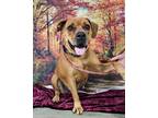 Adopt Clifford a Coonhound