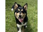 Adopt Brisket a Shepherd, Border Collie