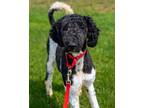 Adopt Pongo a Standard Poodle, Newfoundland Dog