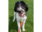 Adopt Chapel a Standard Poodle, Newfoundland Dog