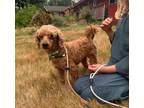 Adopt Khan a Poodle