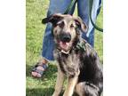 Adopt Thor a German Shepherd Dog, Mixed Breed