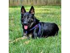 Adopt Sampson a German Shepherd Dog