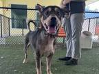 Adopt OZZIE a German Shepherd Dog