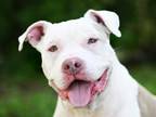 Adopt MIKEY a Pit Bull Terrier
