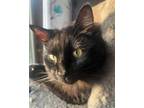Adopt Licorice a Domestic Short Hair