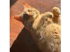 Adopt Pumpkin a Domestic Short Hair