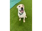 Adopt Man O' War a Pit Bull Terrier, Cattle Dog