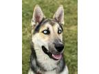 Adopt 24-069 Rosko "Coming Soon!" a Siberian Husky, German Shepherd Dog