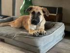 Adopt 24-060 Mike a Great Pyrenees, Shepherd