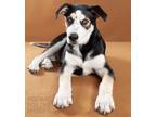 Adopt 24-067 Beau a Husky, Shepherd