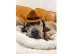 Adopt Harrison the Snoring Pittie Boy a Pit Bull Terrier, Catahoula Leopard Dog