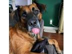Adopt Bumi Boomerang loves the doggos! a Australian Shepherd, Boxer