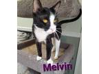 Adopt Melvin a Domestic Short Hair