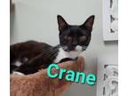 Adopt Crane a Domestic Short Hair