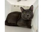 Adopt Stormcloak a Domestic Short Hair