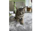 Adopt Menard (Kennel 5 Bottom) a Domestic Short Hair