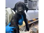 Adopt Splinter a Retriever