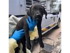 Adopt Michelangelo a Retriever
