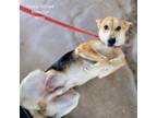 Adopt Titan a German Shepherd Dog