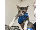 Adopt Lalo a Domestic Short Hair