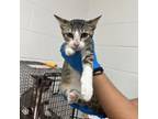 Adopt Leo a Domestic Short Hair