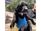 Adopt Raphael a Retriever