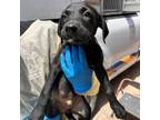Adopt Leonardo a Retriever