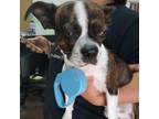 Adopt Rex a Boston Terrier