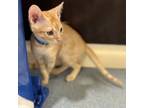 Adopt Lance a Domestic Short Hair