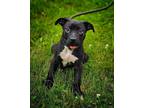 Adopt Barley a Labrador Retriever, American Bully