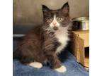 Adopt Fritz a Domestic Short Hair