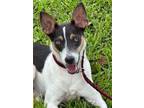Adopt Hutch a Rat Terrier, Jack Russell Terrier