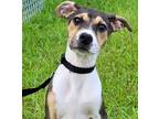 Adopt Bryce a Catahoula Leopard Dog