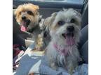 Adopt Gambee a Silky Terrier
