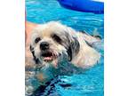 Adopt Copper SPECIAL NEEDS a Shih Tzu