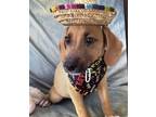 Adopt Hanks a Labrador Retriever
